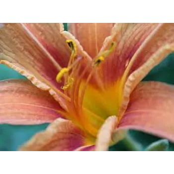 Decorative Lily Flower